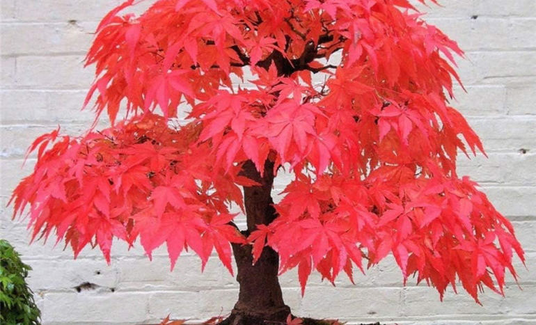 Japanese Maple Tree