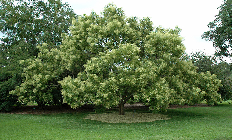 Japanese Pagoda Tree