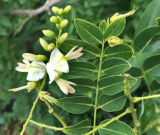 Indian Cork Fig Fruits