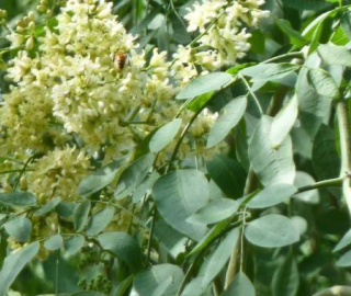 Indian Cork Fig Tree