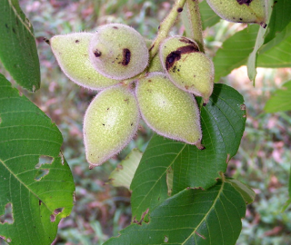 Indian Cork Fig Fruits