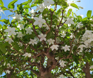 Indian Cork Fig Tree