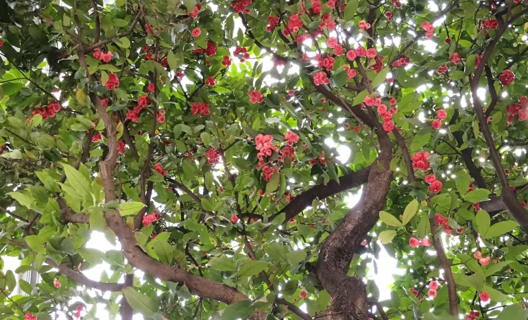 Java Apple Tree