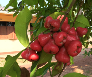 Indian Cork Fig Fruits