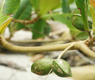 Indian Cork Fig Fruits