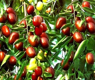 Indian Cork Fig Fruits