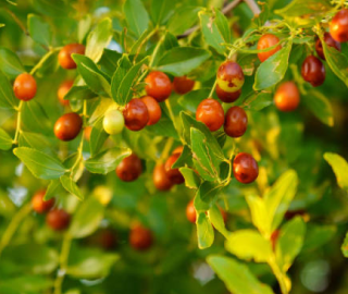 Indian Cork Fig Tree