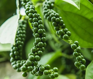 Kali Mirch Tree - Climbing Vine