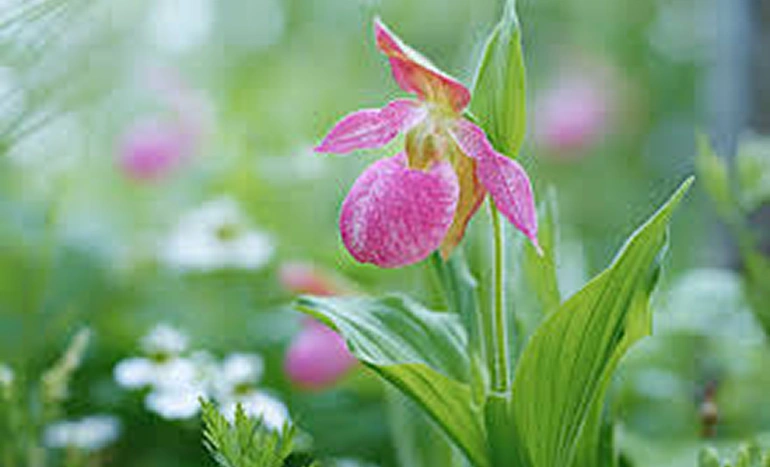 Lady’s Slipper Tree - Enchanting Beauty