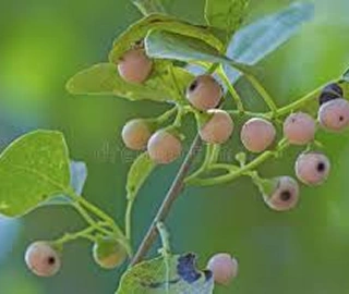 Lasoora Tree Cultural Significance