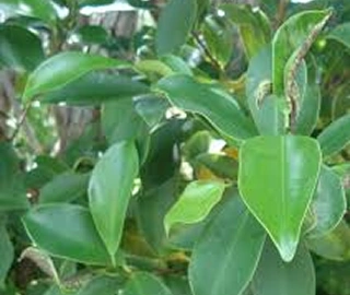 Indian Cork Fig Fruits
