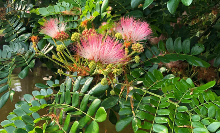 Rain Tree - Ecological Importance