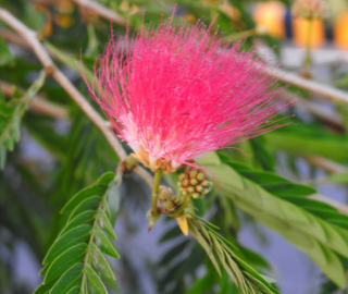 Rain Tree Plantation