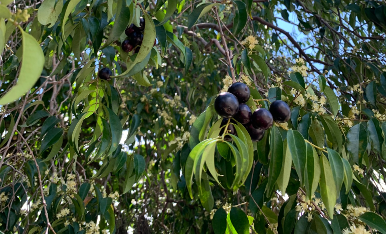 Rainforest Plum Tree - Nutritional Plant