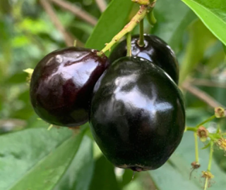 Rainforest Plum Tree Environmental Benefits
