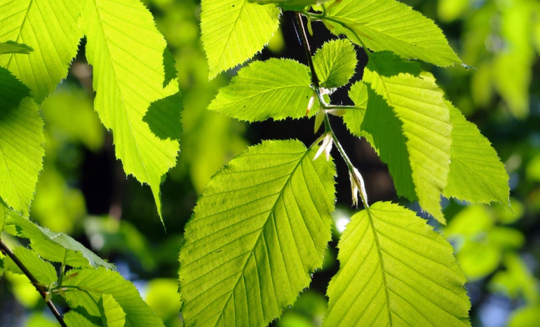 Red Alder Tree - Ecological Benefits
