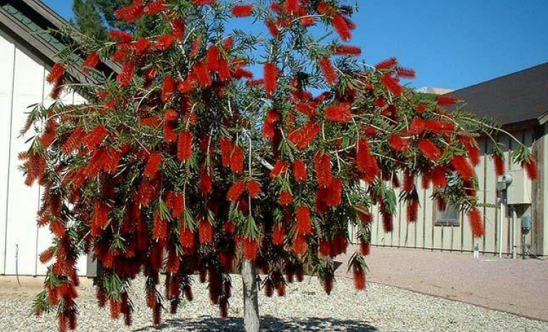 Red Bottle Brush Tree - Striking Beauty