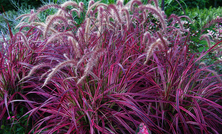 Red Fountain Grass Tree - Ornamental Plant