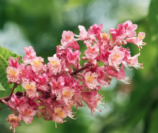 Red Horse Chestnut Tree Environmental Benefits