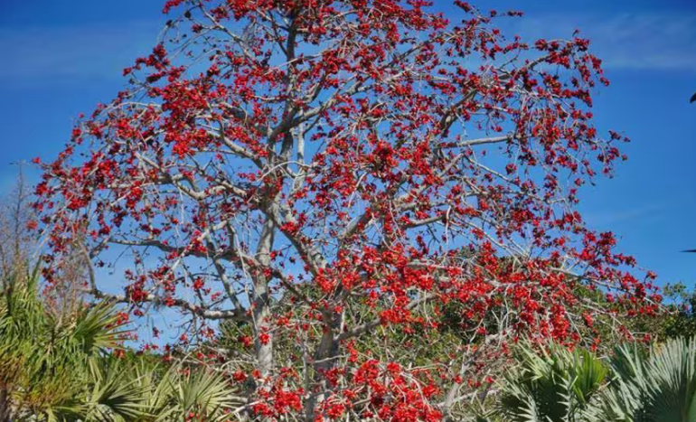 Red Kapok Tree - Majestic Wonder