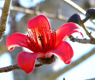 Red Kapok Tree Seed Pods