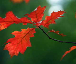 Red Oak Tree Plantation
