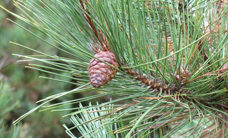 Red Pine Tree - Majestic Conifer