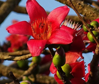 Red Silk Cotton Tree Environmental Benefits