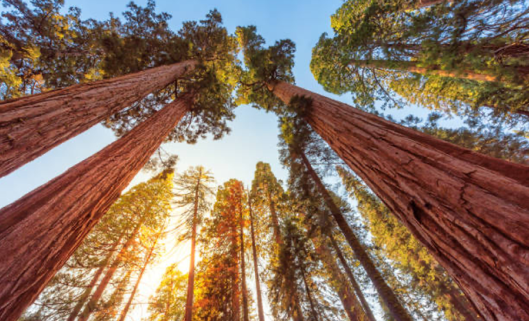 Redwood Tree - Majestic Giants