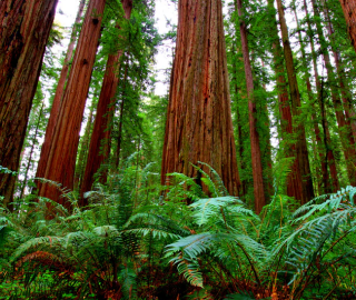 Redwood Tree Ecosystem