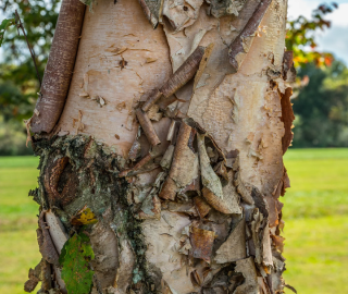 River Birch Tree Plantation