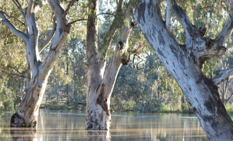 River Red Gum Tree - Australian Wilderness Icon