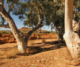 River Red Gum Tree Bark - Striking Appearance
