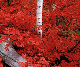 Rocky Mountain Maple Tree - Fall Foliage
