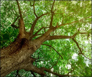 Aadusa Tree in Ayurvedic Medicine