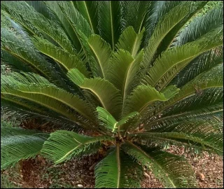 Aadusa Tree Leaves - Medicinal Properties