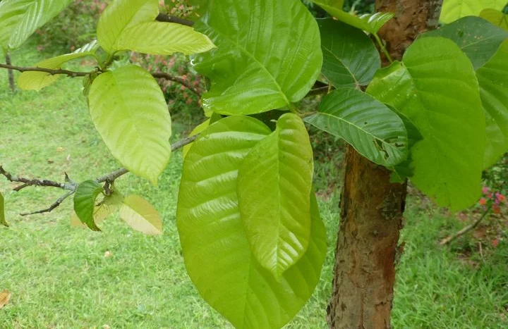 Aadusa Tree - Medicinal Plant
