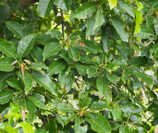 Aadusa Tree in Ayurvedic Medicine