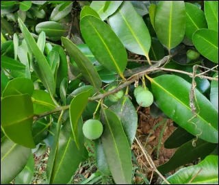 Aadusa Tree Leaves - Medicinal Properties