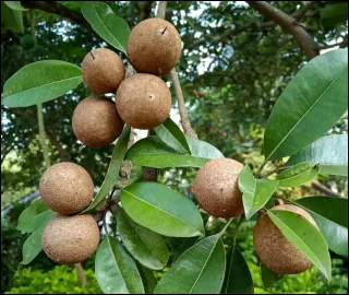Aadusa Tree Leaves - Medicinal Properties