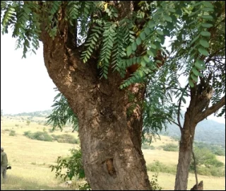 Aadusa Tree Leaves - Medicinal Properties