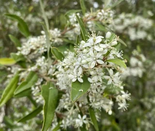 Aadusa Tree Environmental Benefits