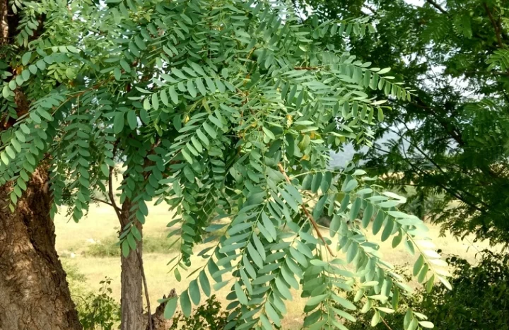 Aadusa Tree - Medicinal Plant