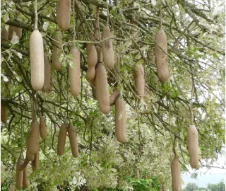 Aadusa Tree Environmental Benefits