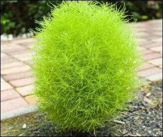 Aadusa Tree Leaves - Medicinal Properties