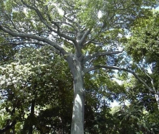 Aadusa Tree Environmental Benefits