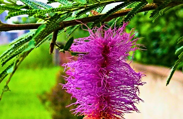 Aadusa Tree - Medicinal Plant