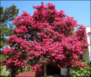 Aadusa Tree Leaves - Medicinal Properties