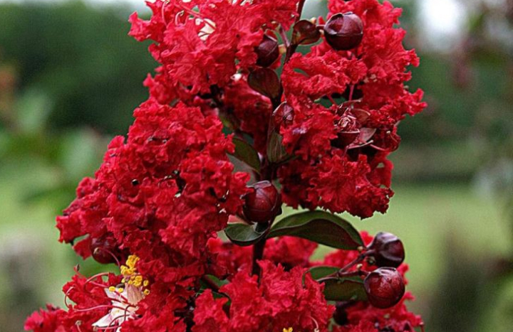 Aadusa Tree - Medicinal Plant