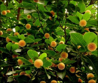 Aadusa Tree Leaves - Medicinal Properties